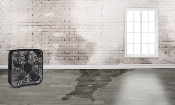 Best Water damage restoration near me  in Tuckerman, AR